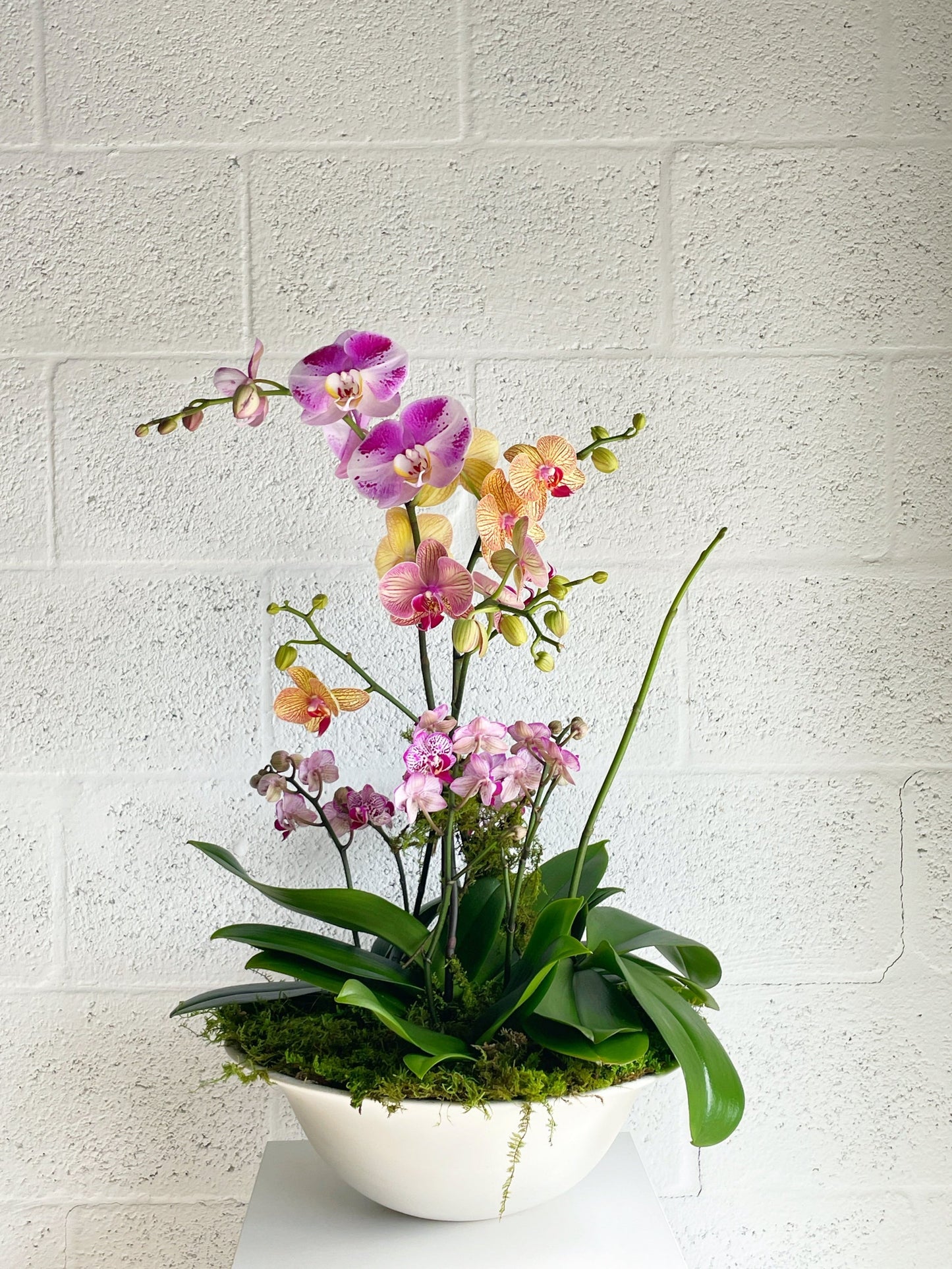 3 Orchids in Middle Kingdom Porcelain Footed Vaso